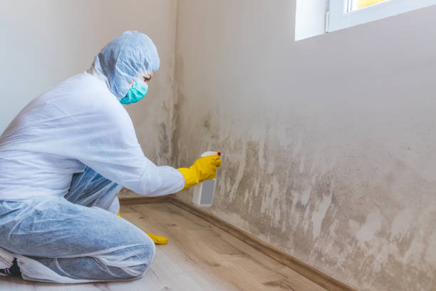 Licensed Basement Mold Remediation service in Canton, IL - Car Mold Remediation