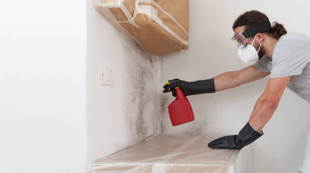 Professional Basement Mold Remediation technician working in Canton, IL