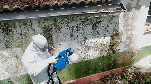 Top rated local Basement Mold Remediation specialists in Canton, IL
